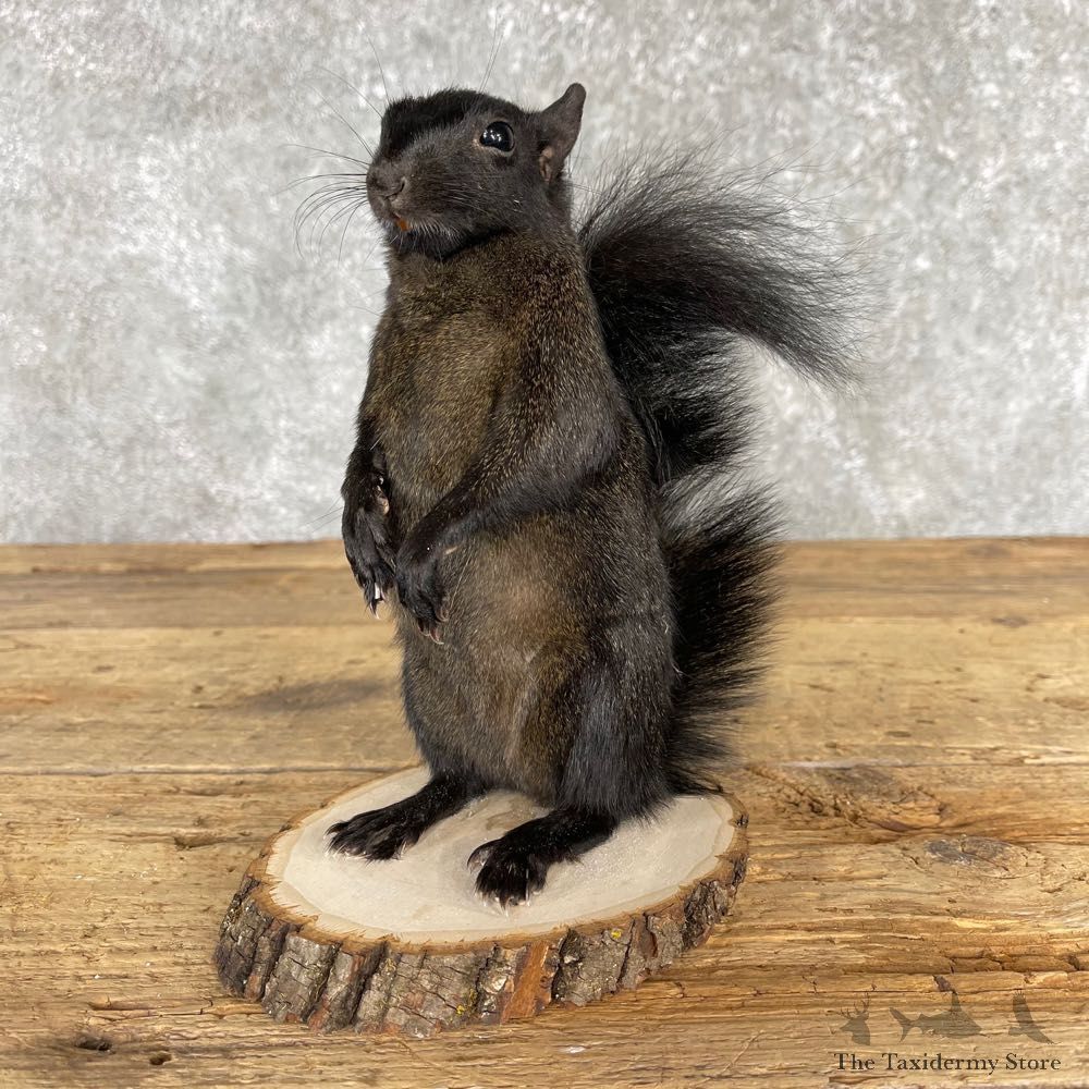 Black Squirrel Life-Size Mount For Sale #24062 @ The Taxidermy Store
