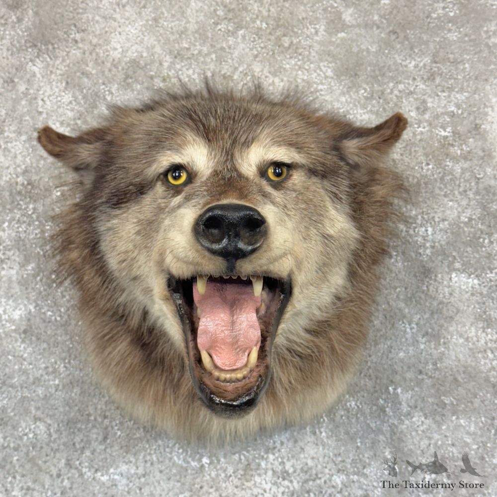 Alaskan Grey Wolf Shoulder Mount For Sale #29961 @ The Taxidermy Store