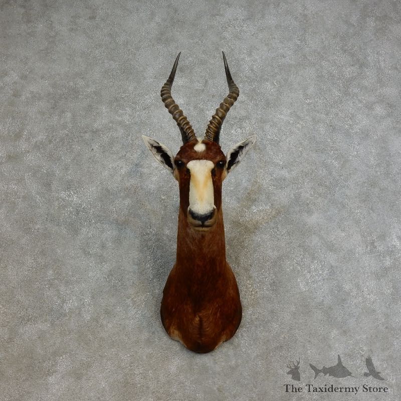 African Blesbok Shoulder Mount For Sale #17272 @ The Taxidermy Store