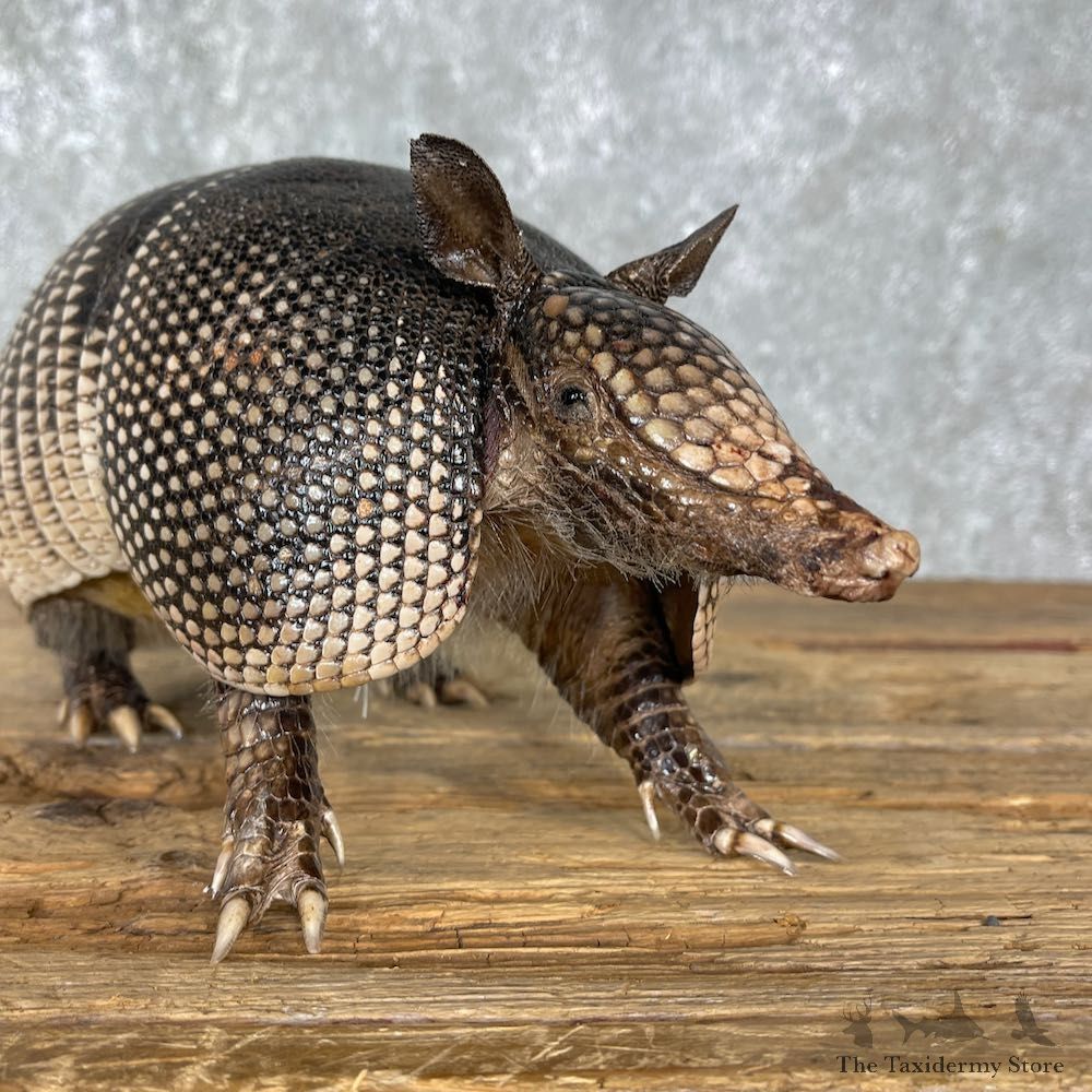 Armadillo Life-Size Mount For Sale #25505 @ The Taxidermy Store