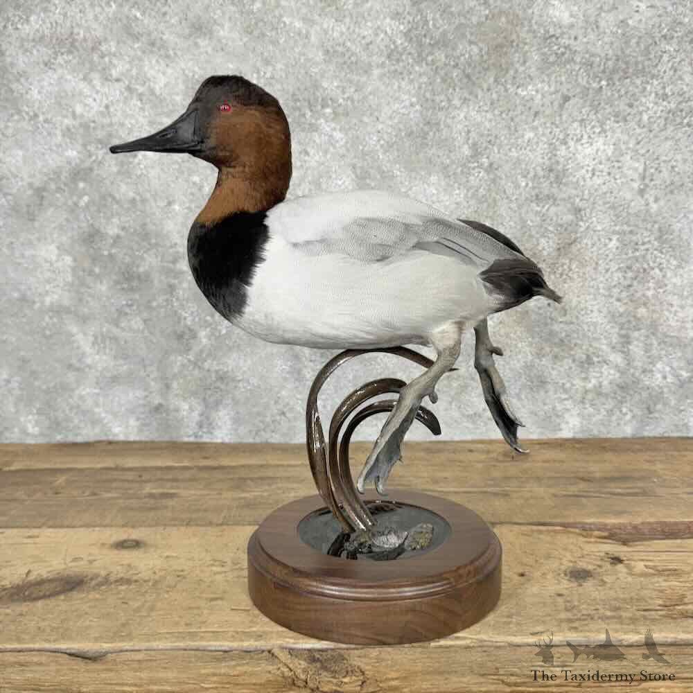 Canvasback Duck Bird Mount For Sale #32050 @ The Taxidermy Store