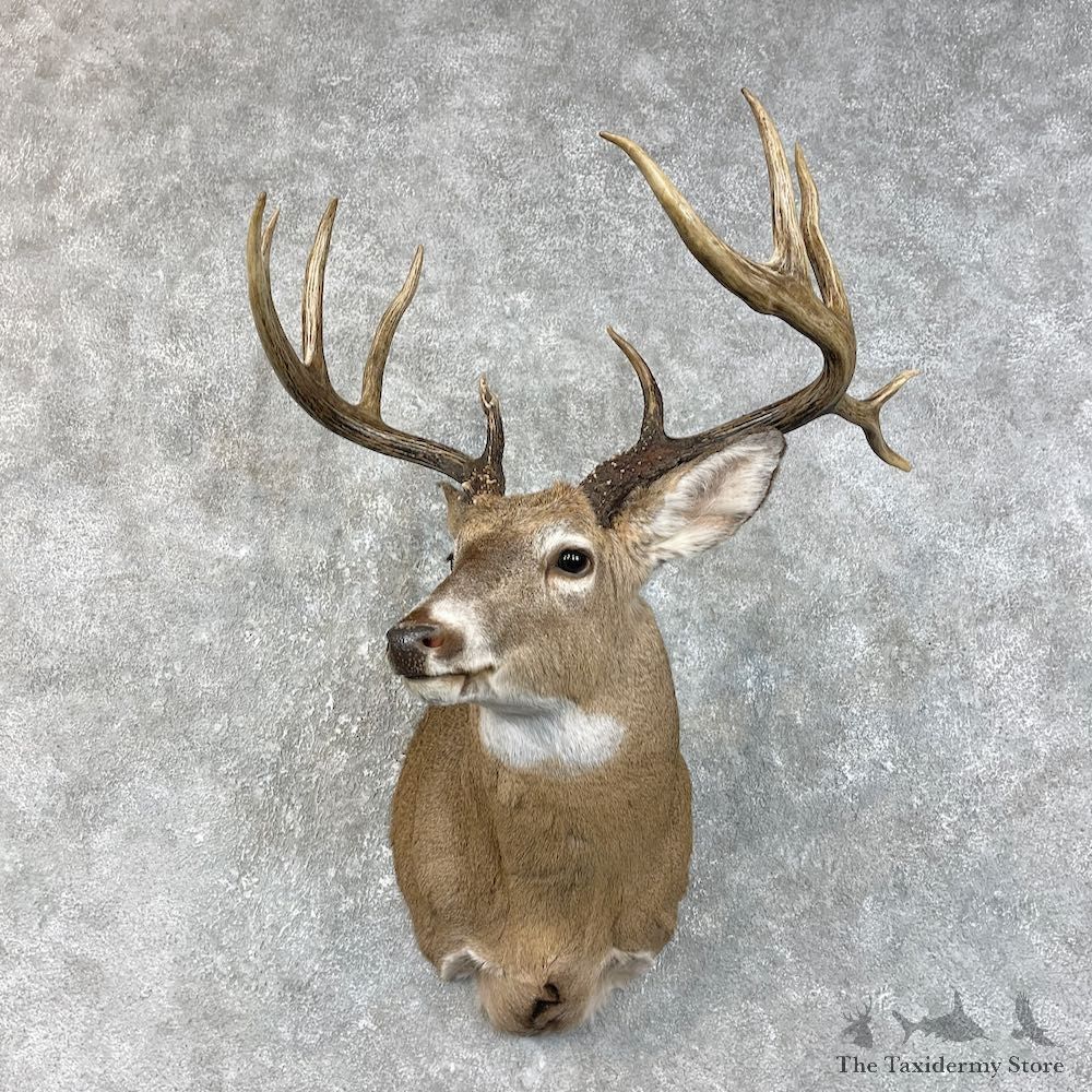 Whitetail Deer Shoulder Mount For Sale #25830 @ The Taxidermy Store
