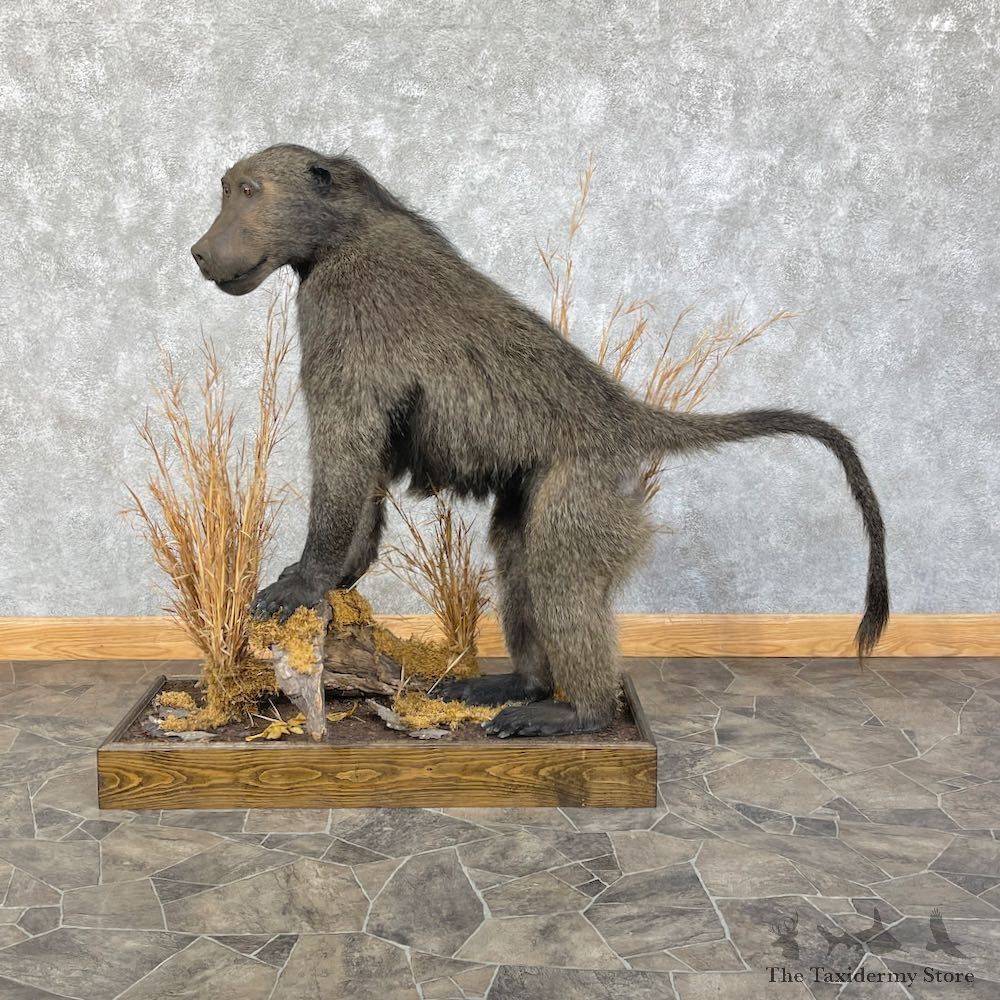 Chacma Baboon Taxidermy Life Size Mount #25863 For Sale @The Taxidermy Store