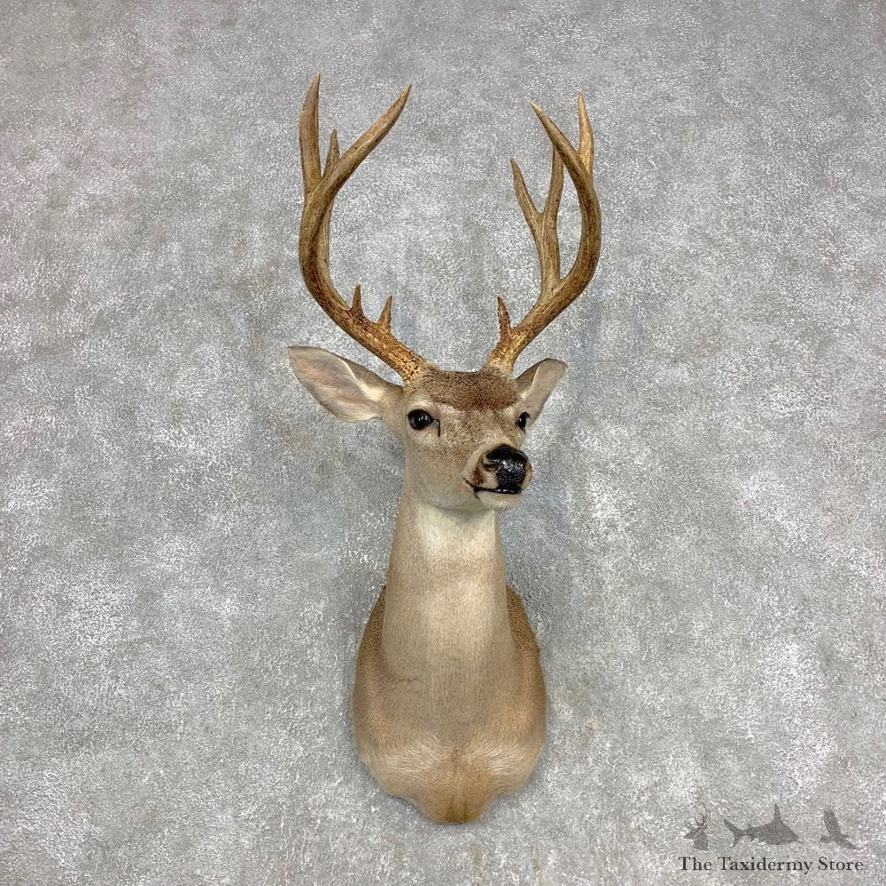 Columbian Black-tailed Deer Shoulder Mount For Sale #21581 @ The Taxidermy Store