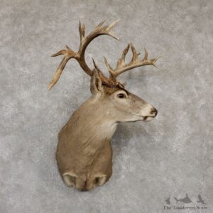 Whitetail Deer Shoulder Taxidermy Mount For Sale #20182 @ The Taxidermy Store.jpg