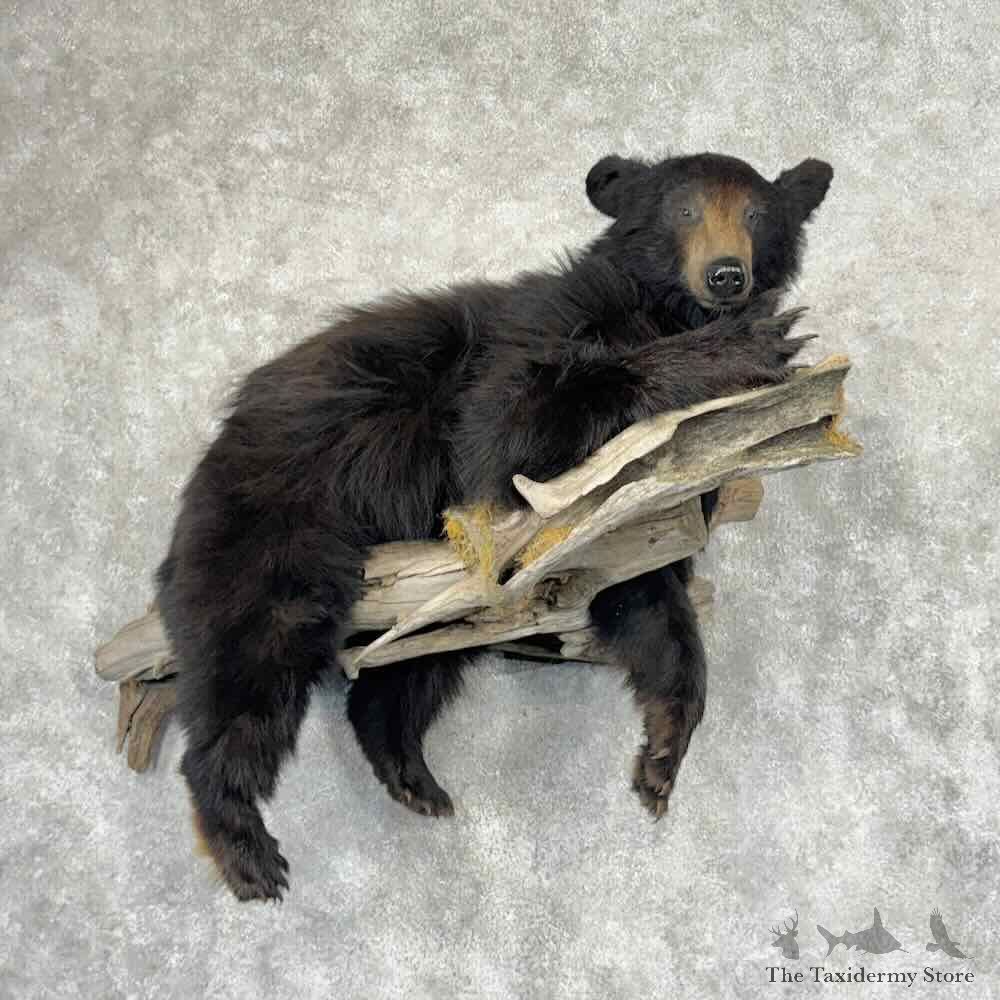 Black Bear Life Size Mount For Sale #32226 @ The Taxidermy Store