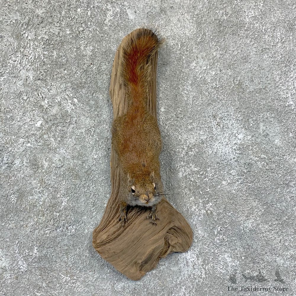 Red Squirrel Life-Size Taxidermy Mount For Sale #22950@ The Taxidermy Store