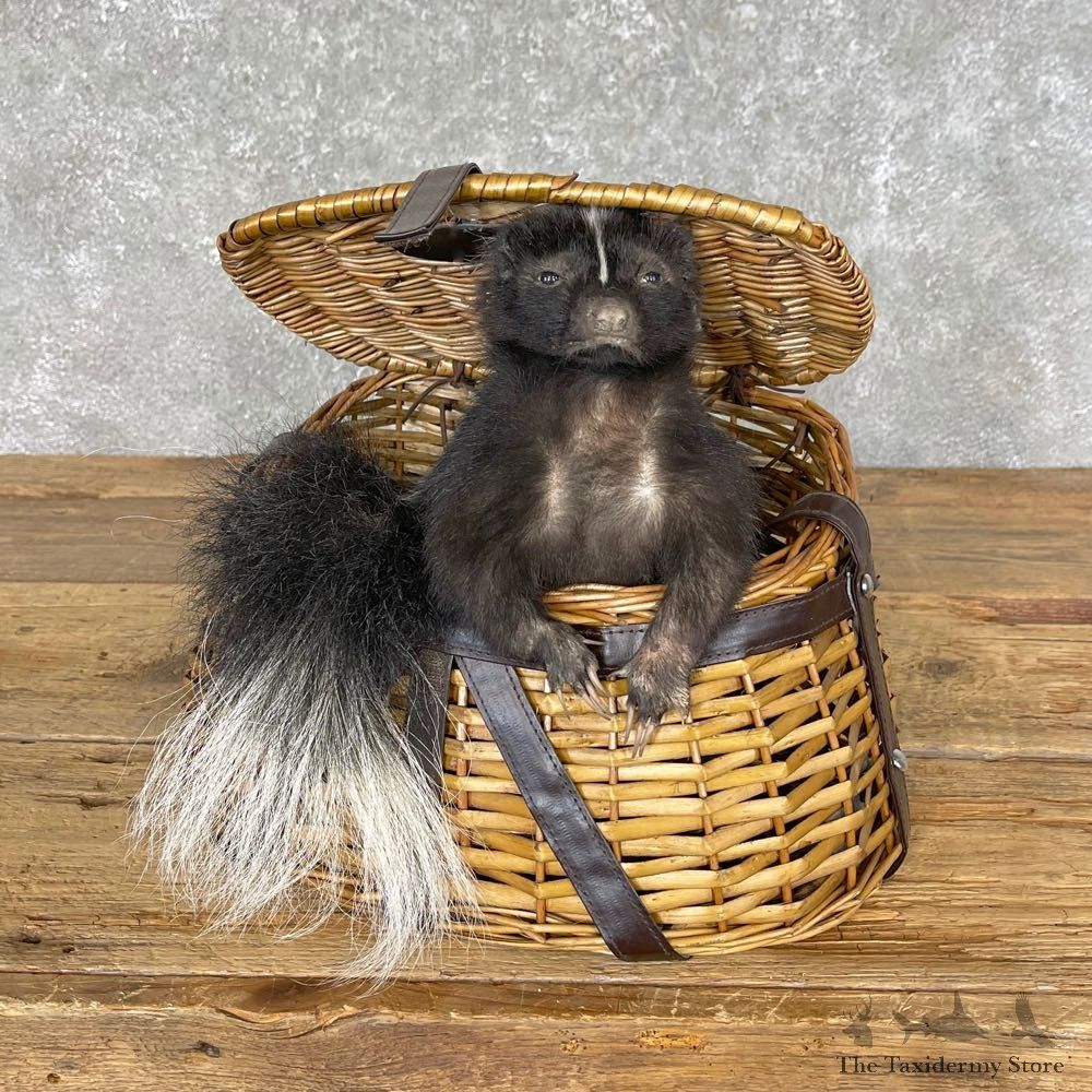 Picnic Basket Skunk Novelty Mount For Sale #24578 @ The Taxidermy Store