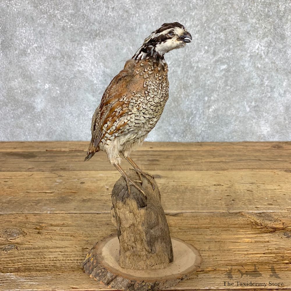 Bobwhite Quail Bird Mount For Sale #21775 @ The Taxidermy Store