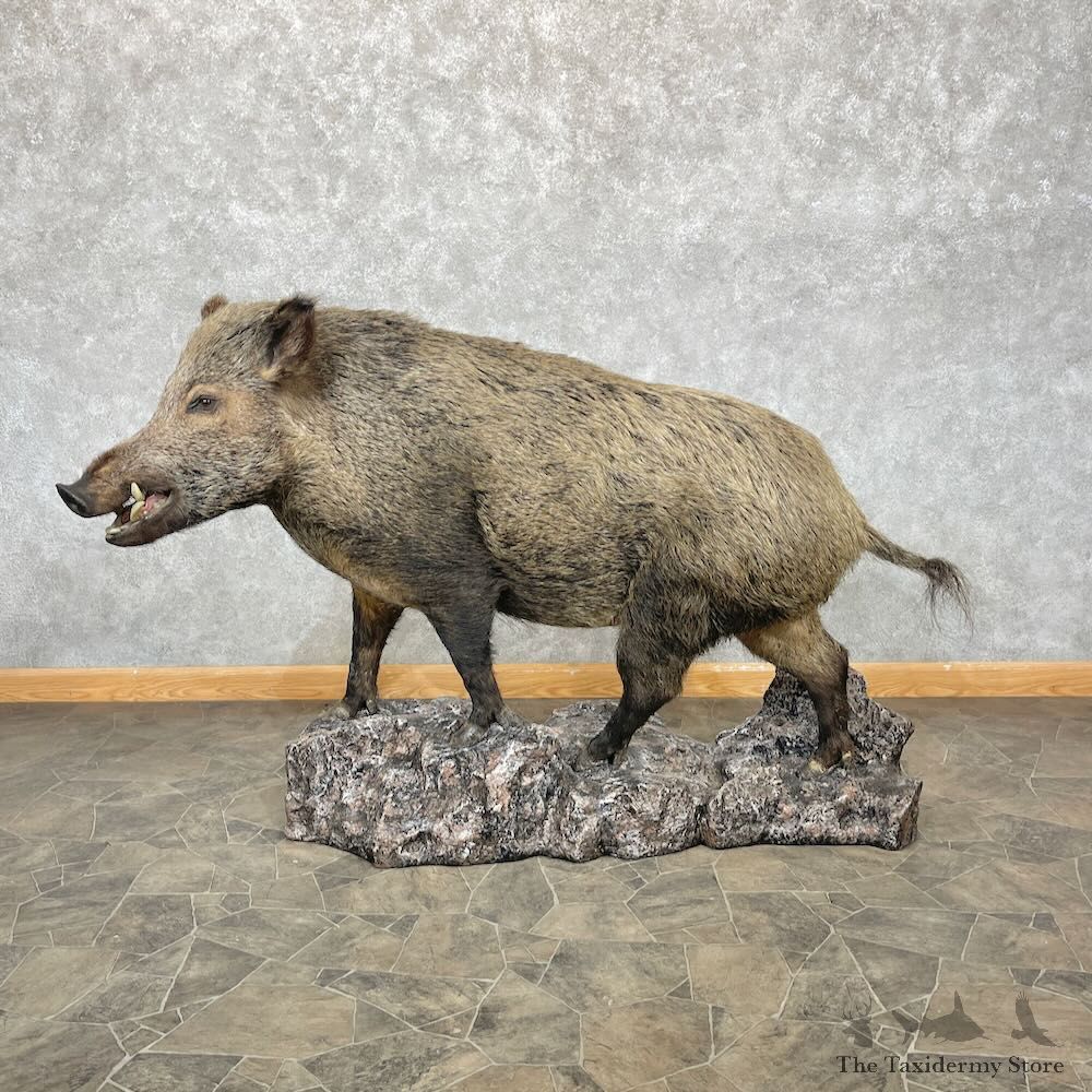 Wild Boar Life-Size Mount For Sale #28762 @ The Taxidermy Store