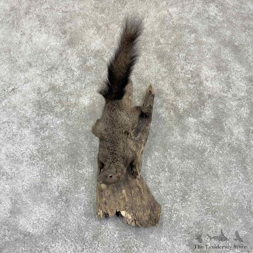 Black Squirrel Life Size Mount For Sale #32257 @ The Taxidermy Store