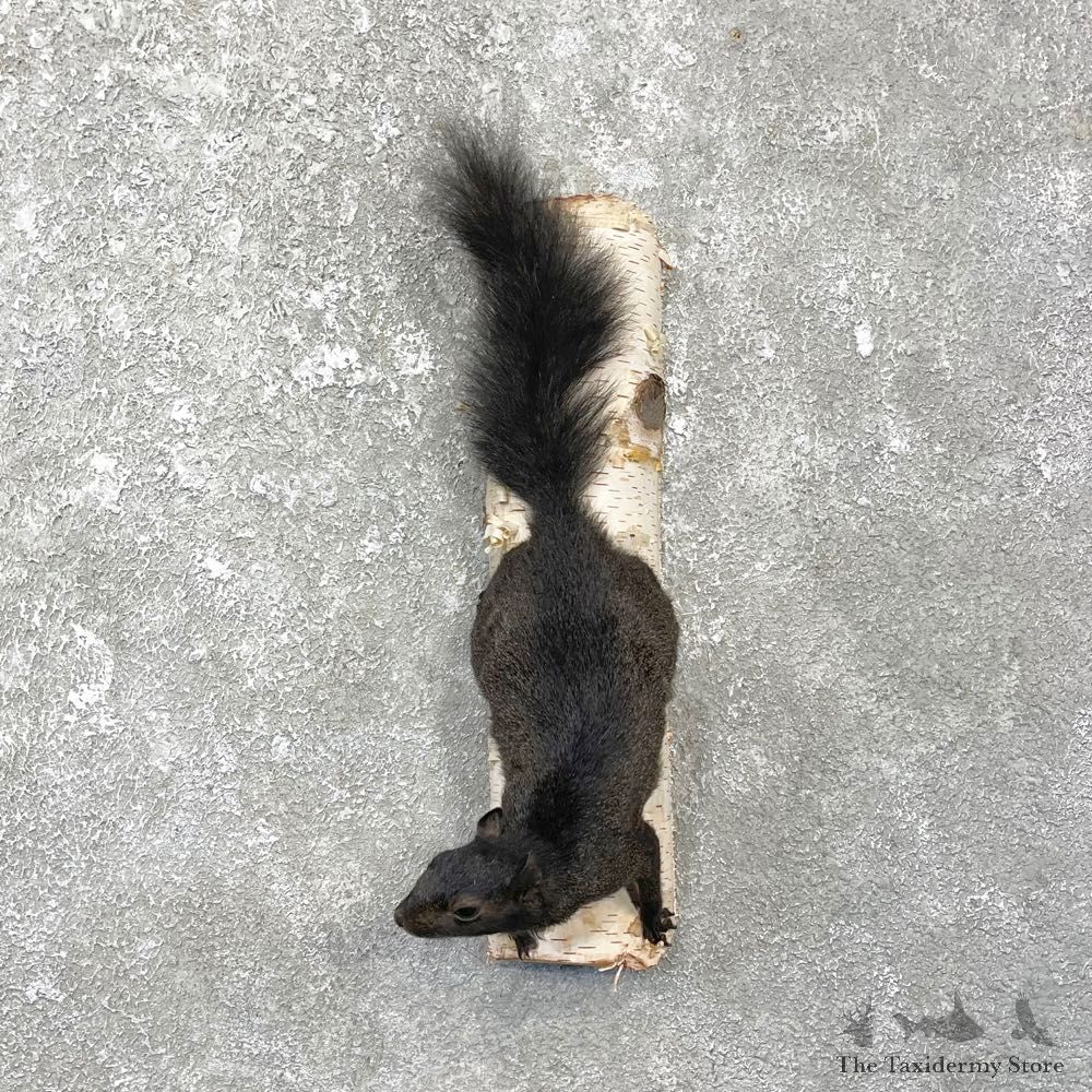 Black Squirrel Life-Size Mount For Sale #25073 @ The Taxidermy Store