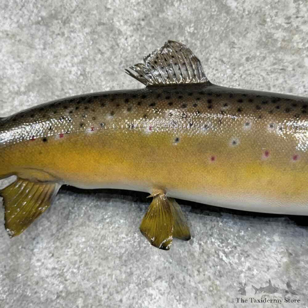 Brown Trout Fish Mount For Sale #32096 @ The Taxidermy Store