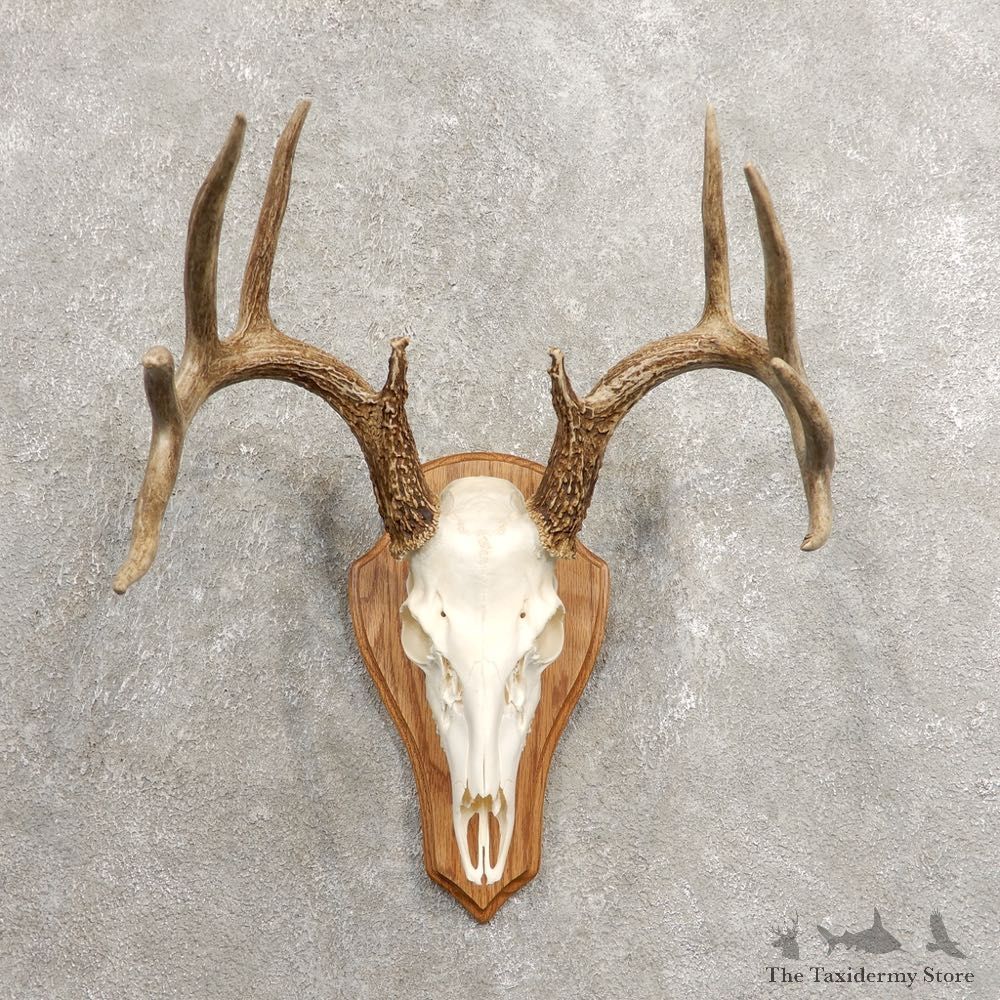 Whitetail Deer Skull European Mount For Sale #20463 @ The Taxidermy Store