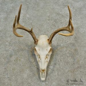 Whitetail Deer Skull European Mount For Sale #16594 @ The Taxidermy Store