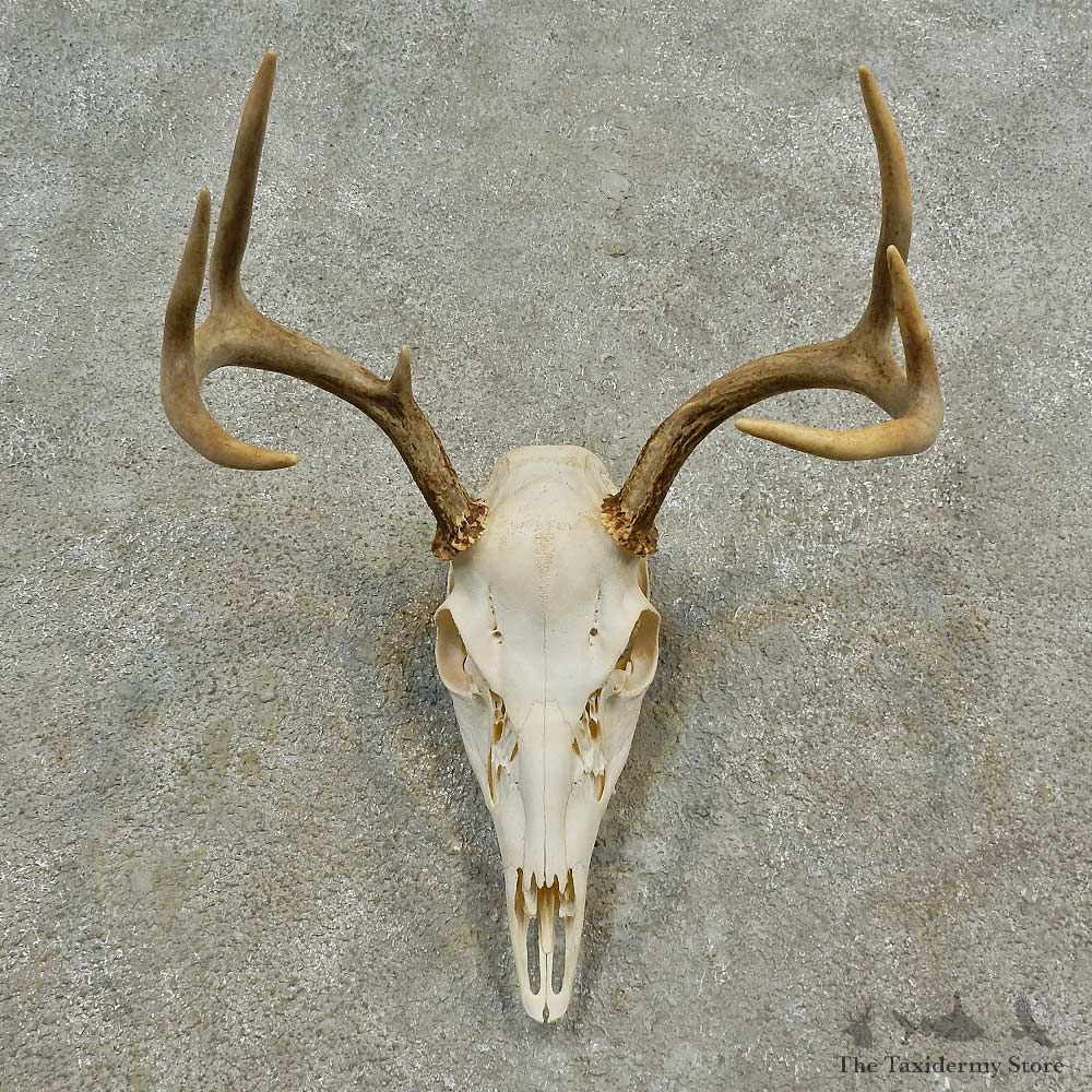 Whitetail Deer Skull European Mount For Sale #16594 @ The Taxidermy Store