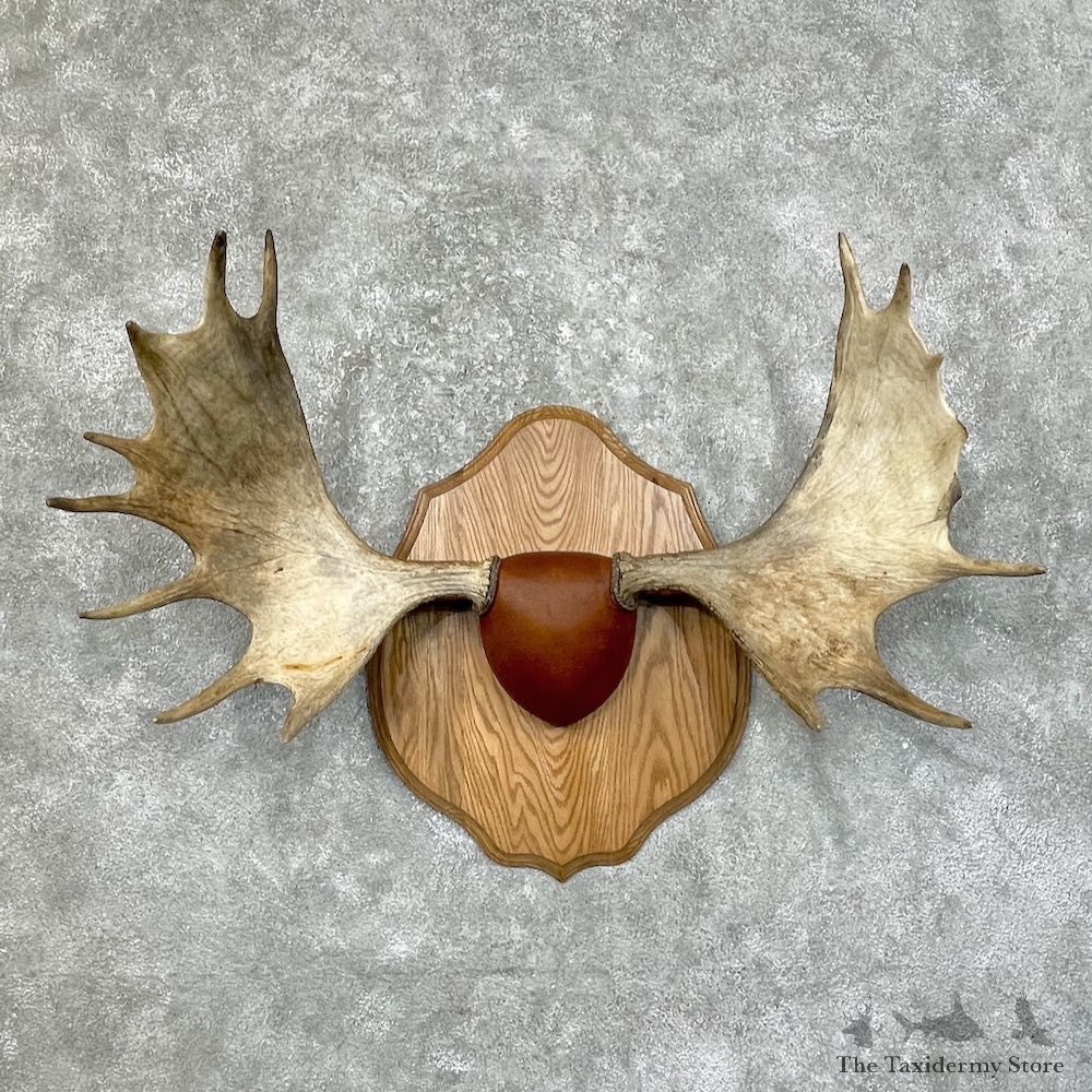Maine Moose Antler Plaque For Sale #25437 @ The Taxidermy Store