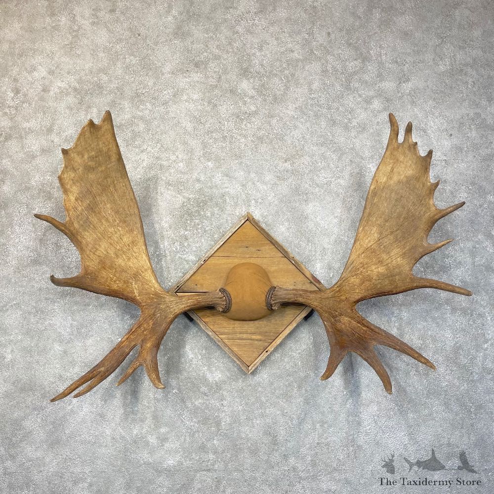 Moose Antler Plaque For Sale #24589 @ The Taxidermy Store