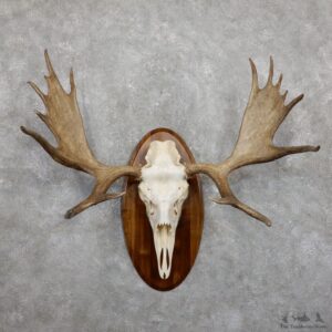 Moose Skull European Mount For Sale #19453 @ The Taxidermy Store