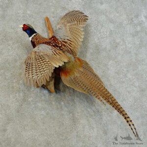 Ringneck Pheasant Bird Mount For Sale #16356 @ The Taxidermy Store