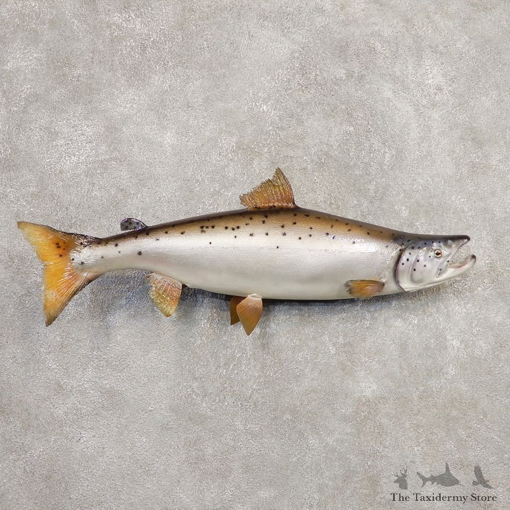 Atlantic Salmon Fish Mount For Sale #20352 @ The Taxidermy Store