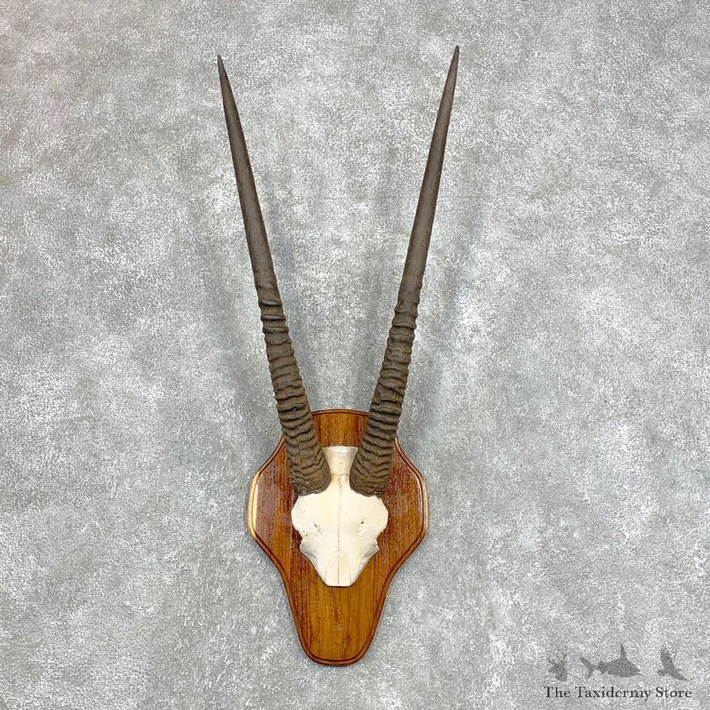 Fringe-Eared Oryx Skull Horns European Plaque Mount #22136 For Sale @ The Taxidermy Store