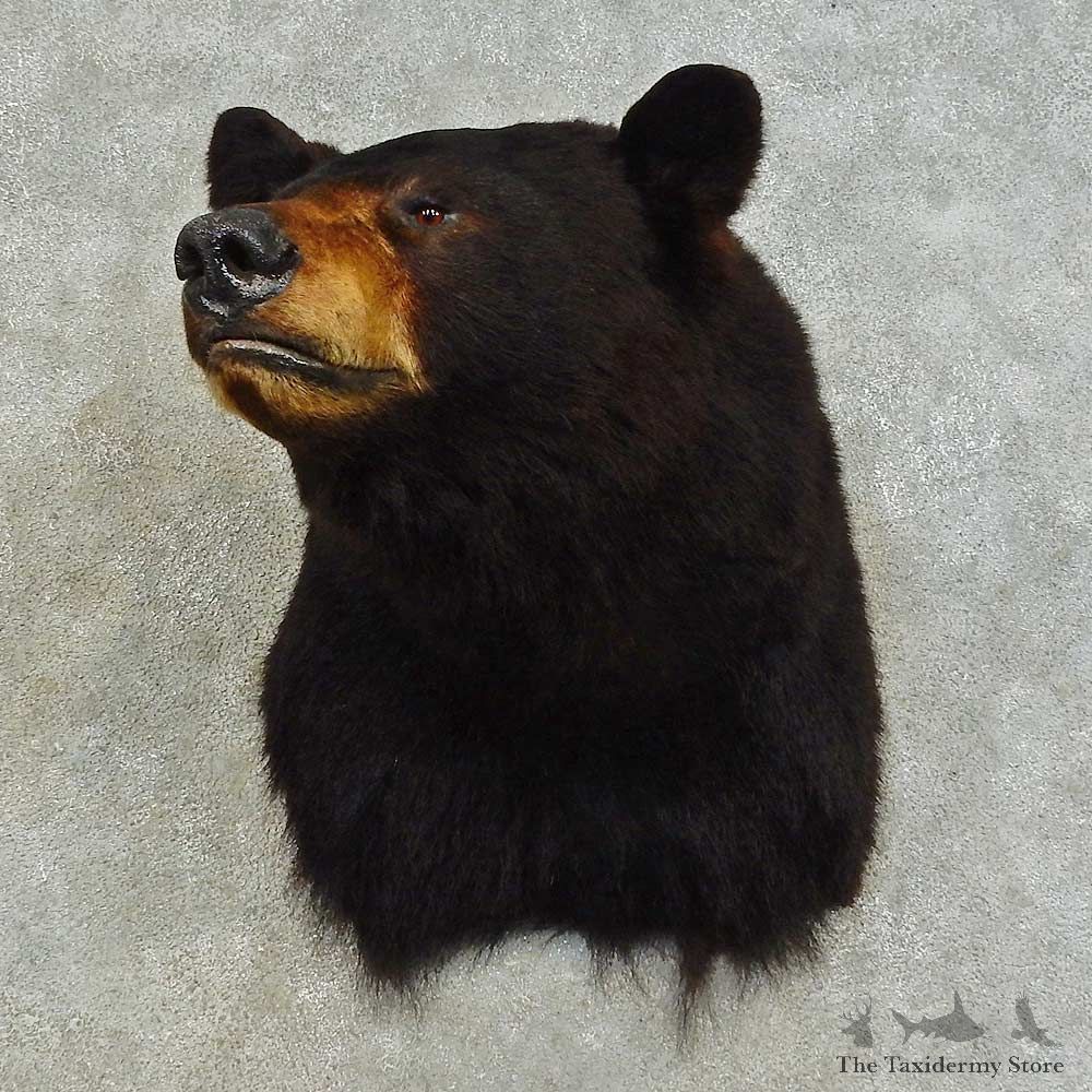 Black Bear Shoulder Mount For Sale #16386 @ The Taxidermy Store