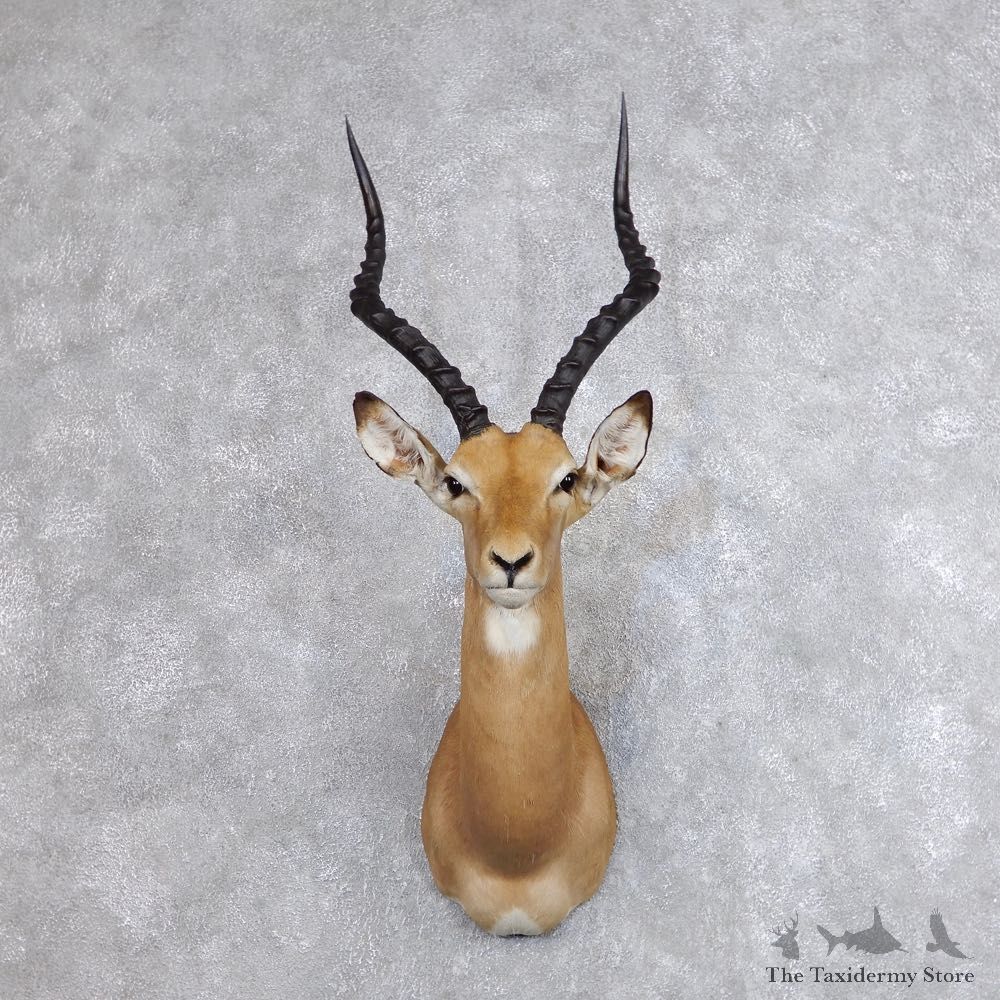 African Impala Shoulder Mount For Sale #18739 @ The Taxidermy Store