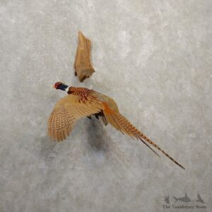 Ringneck Pheasant Bird Mount For Sale #20593 @ The Taxidermy Store