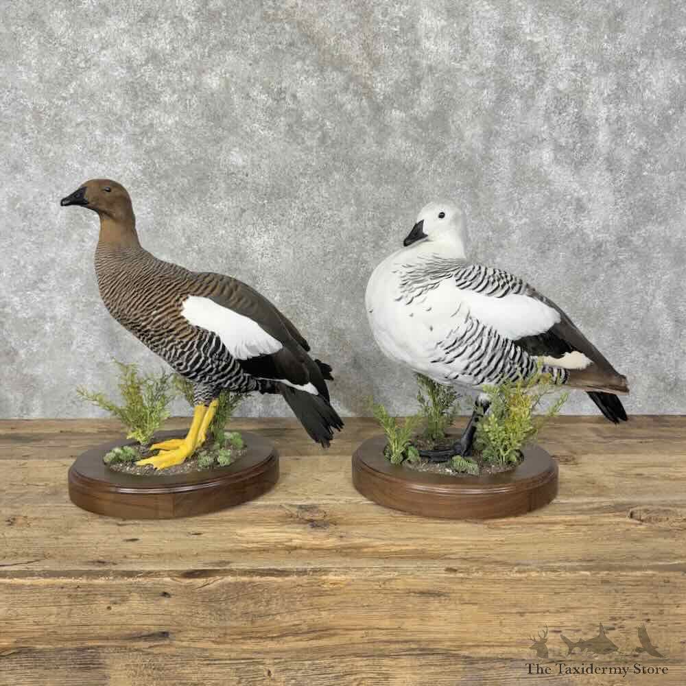 Upland Magellan Goose Pair Bird Mount For Sale #32129 @ The Taxidermy Store