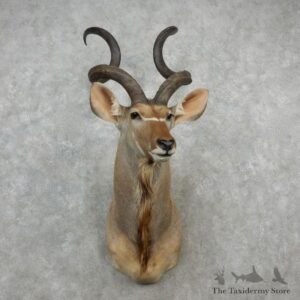 Greater Kudu Shoulder Mount For Sale #17244 @ The Taxidermy Store