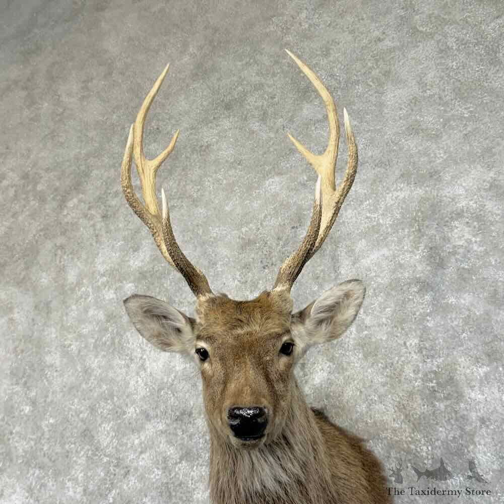 Japanese Sika Deer Shoulder Mount For Sale #31344 @ The Taxidermy Store