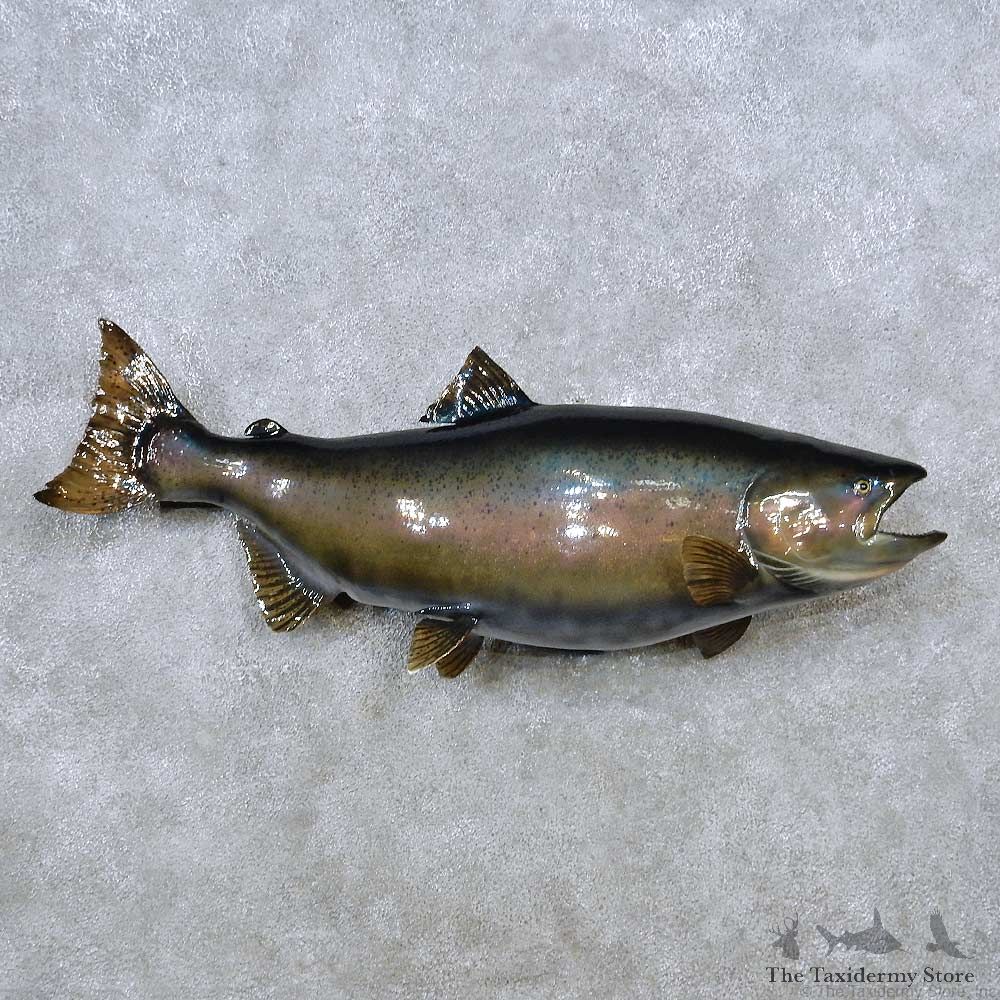 Chinook Salmon Fish Mount For Sale #14466 @ The Taxidermy Store