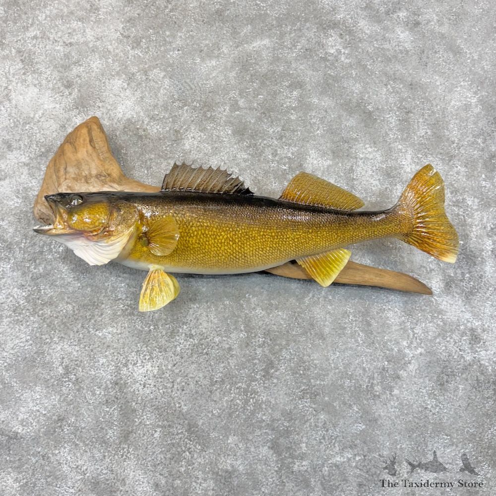 Walleye Fish Mount For Sale #29923 @ The Taxidermy Store