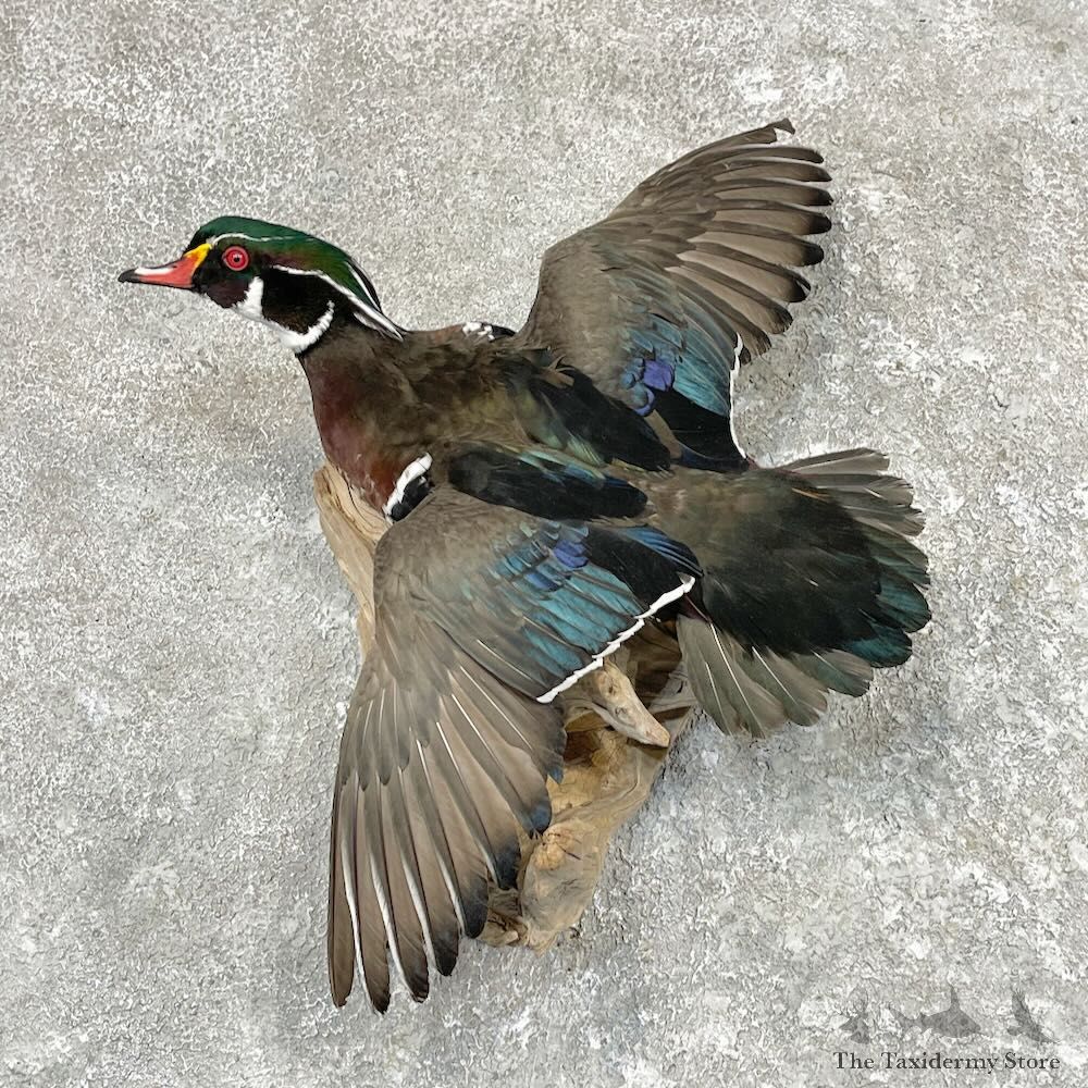 Wood Duck Drake Mount For Sale #27549 @ The Taxidermy Store