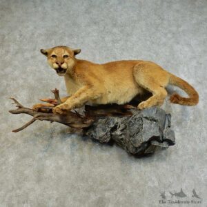 Mountain Lion Life-Size Mount For Sale #16282 @ The Taxidermy Store