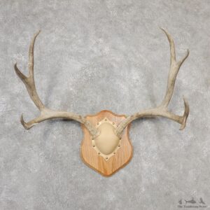 Mule Deer Taxidermy Antler Plaque #19120 For Sale @ The Taxidermy Store
