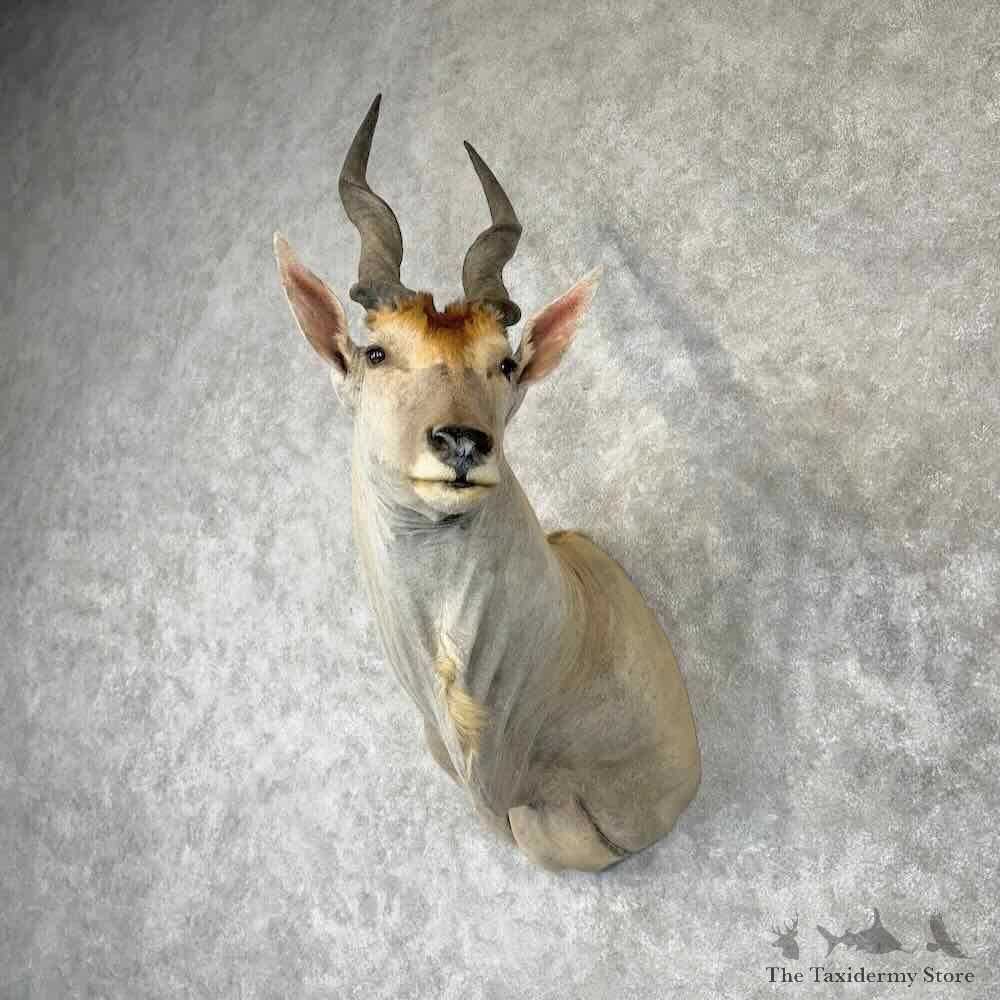 Common Cape Eland Shoulder Mount For Sale #30425 @ The Taxidermy Store