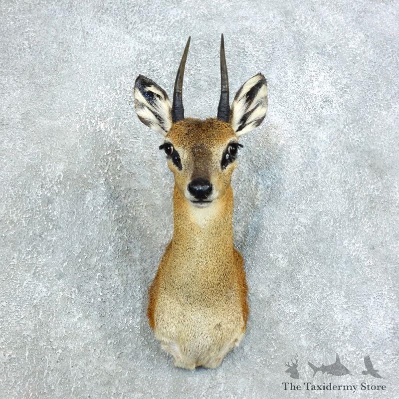 African Klipspringer Shoulder Mount For Sale #18758 @ The Taxidermy Store
