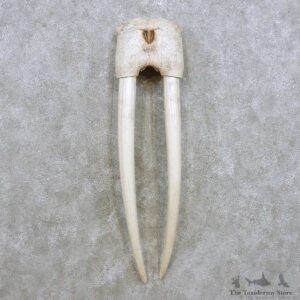 Walrus Skull Tusk Replica Mount For Sale #14286 @ The Taxidermy Store
