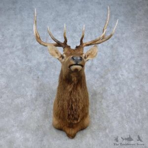 Rocky Mountain Elk Shoulder Mount For Sale #15061 @ The Taxidermy Store