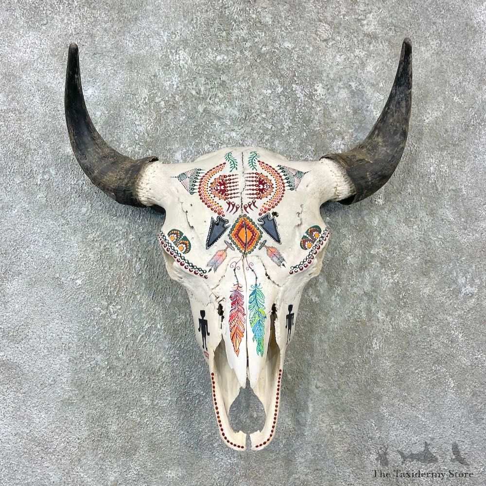 Buffalo Bison Skull Mount For Sale #25996 @ The Taxidermy Store