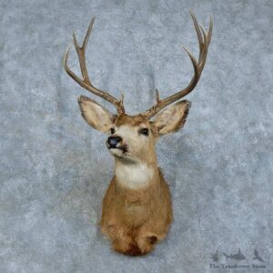 Whitetail Deer Shoulder Mount For Sale #15784 @ The Taxidermy Store