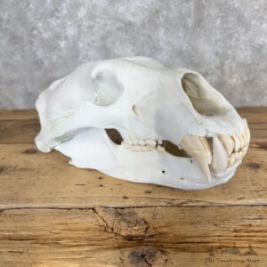 Polar Bear Skull Mount For Sale #30038 @ The Taxidermy Store