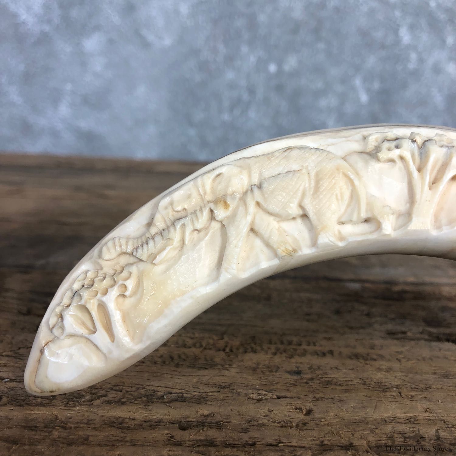 Carved Warthog Tooth For Sale #19968 @ The Taxidermy Store