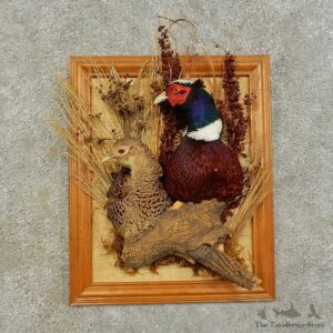 Ringneck Pheasant Pair Mount For Sale #16286 @ The Taxidermy Store