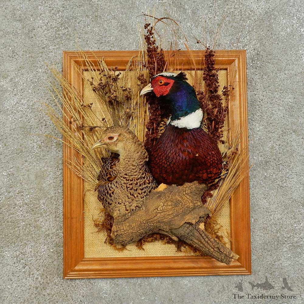 Ringneck Pheasant Pair Mount For Sale #16286 @ The Taxidermy Store