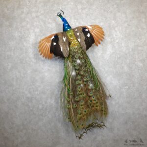 Indian Peacock Bird Mount For Sale #19565 @ The Taxidermy Store