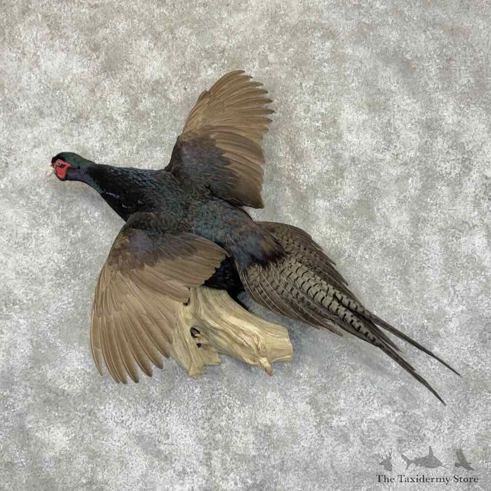 Black Pheasant Bird Mount For Sale #31519 @ The Taxidermy Store