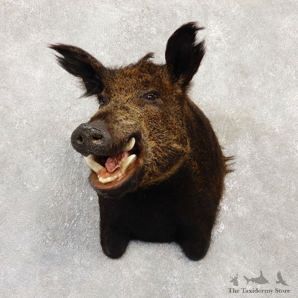 Wild Boar Shoulder Mount For Sale #20154 @ The Taxidermy Store